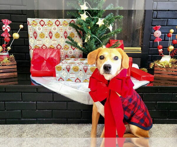 Medium Photo #5 Beagle-Unknown Mix Puppy For Sale in Germantown, OH, USA