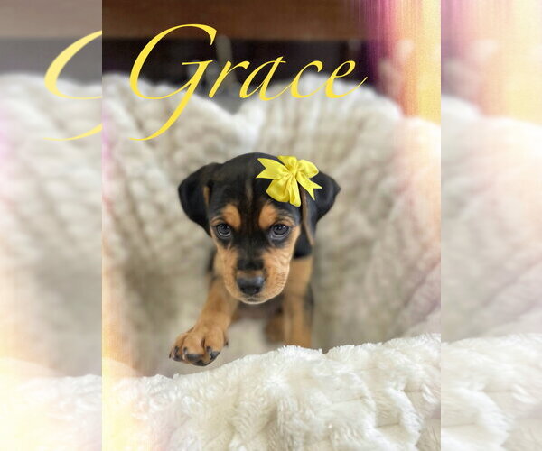 Medium Photo #2 Beagle-Unknown Mix Puppy For Sale in Hillsboro, MO, USA