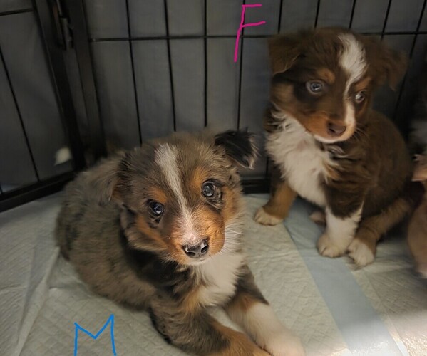 Medium Photo #18 Miniature Australian Shepherd Puppy For Sale in EVERTON, MO, USA