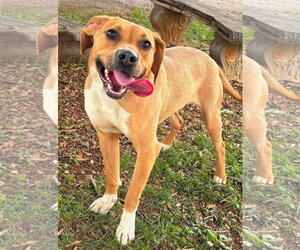 Beagle-Unknown Mix Dogs for adoption in Rustburg, VA, USA