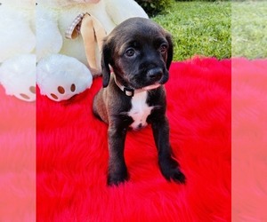 Cocker Spaniel Puppy for sale in IRVINE, CA, USA