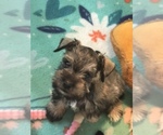 Small Photo #7 Schnauzer (Miniature) Puppy For Sale in SARASOTA, FL, USA