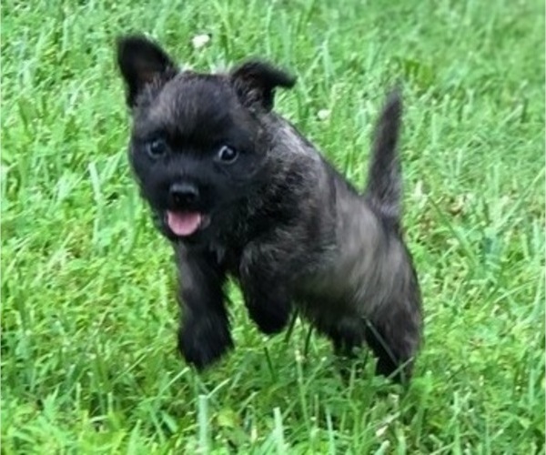 Medium Photo #4 Cairn Terrier Puppy For Sale in JOPPA, MD, USA