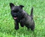 Small Photo #4 Cairn Terrier Puppy For Sale in JOPPA, MD, USA