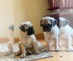 Small #6 Pug