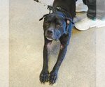Small #15 American Pit Bull Terrier