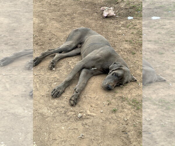 Medium Photo #1 Great Dane Puppy For Sale in Bullard, TX, USA