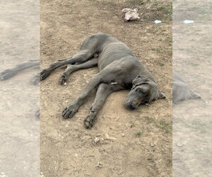 Great Dane Dogs for adoption in Bullard, TX, USA