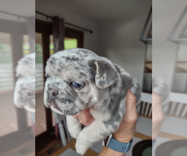 Medium Photo #2 French Bulldog Puppy For Sale in KNOXVILLE, TN, USA