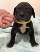 Small Photo #2 Great Dane Puppy For Sale in WINFIELD, AL, USA