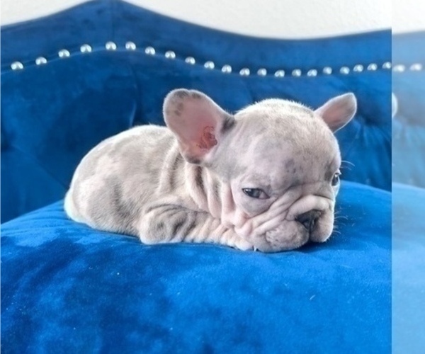 Medium Photo #9 French Bulldog Puppy For Sale in LOUISVILLE, KY, USA