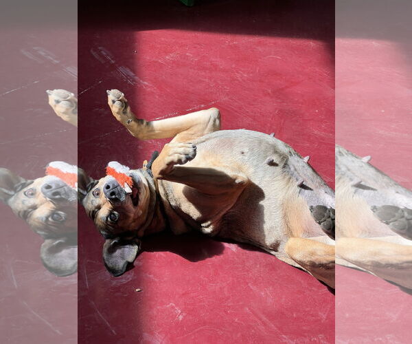 Medium Photo #6 Labbe Puppy For Sale in Webster, WI, USA