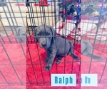 Puppy Ralph Labrador Retriever
