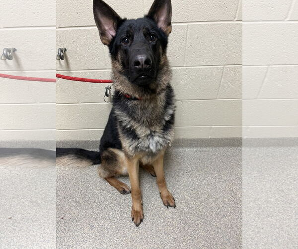 Medium Photo #1 German Shepherd Dog Puppy For Sale in Virginia Beach, VA, USA