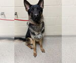 Small German Shepherd Dog