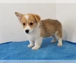 Small Photo #5 Pembroke Welsh Corgi Puppy For Sale in CLARK, MO, USA