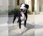 Small #1 Retriever  Mix