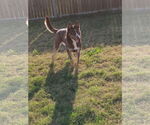 Small Photo #5 Australian Kelpie-Australian Shepherd Mix Puppy For Sale in McKinney, TX, USA