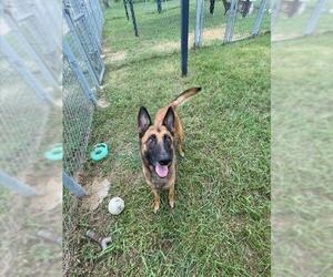 German Shepherd Dog Dogs for adoption in Pasadena, TX, USA