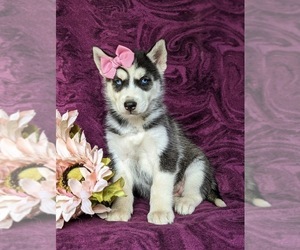 Siberian Husky Puppy for sale in QUARRYVILLE, PA, USA
