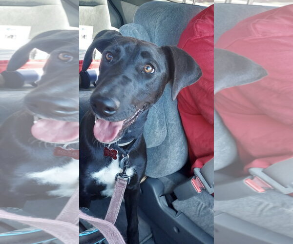 Medium Photo #8 Labrador Retriever-Unknown Mix Puppy For Sale in San Diego, CA, USA