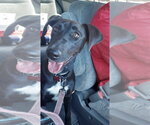 Small Photo #8 Labrador Retriever-Unknown Mix Puppy For Sale in San Diego, CA, USA