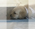 Small Photo #6 Golden Labrador Puppy For Sale in ESTERO, FL, USA