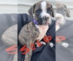 Small Photo #24 Boxer Puppy For Sale in LUCERNE VALLEY, CA, USA