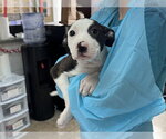 PITA - Female Mutt Dog for Adoption - Small photo