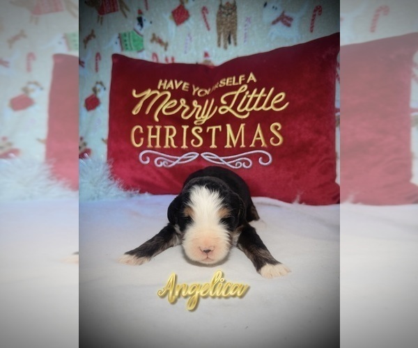 Medium Photo #1 Bernedoodle Puppy For Sale in SIMI VALLEY, CA, USA