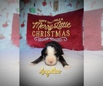 Puppy Angelica Bernedoodle