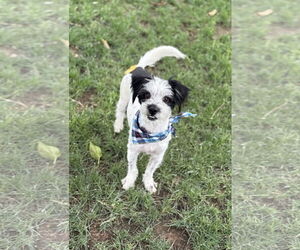 Havashu Dogs for adoption in Phoenix, AZ, USA