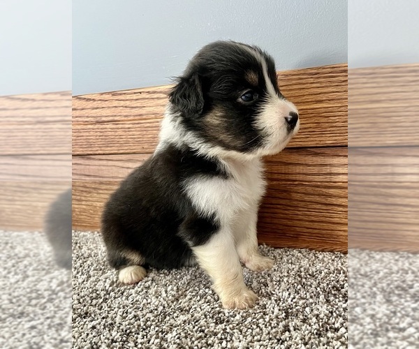 Medium Photo #3 Australian Shepherd Puppy For Sale in LODA, IL, USA