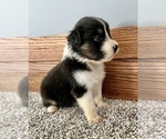 Small #2 Australian Shepherd