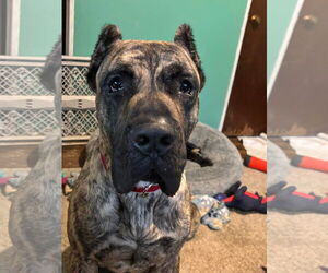 Ramsey - Male Presa Canario Dog for Adoption - Photo #5