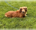 Small Photo #1 Dachshund Puppy For Sale in MIDDLEBURY, IN, USA