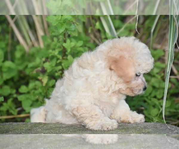 Medium Photo #3 Bichpoo Puppy For Sale in ELDORADO, OH, USA