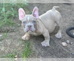 Puppy Puppy 2 American Bully