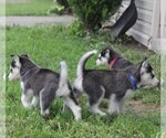 Small Photo #3 Siberian Husky Puppy For Sale in CATAWISSA, PA, USA