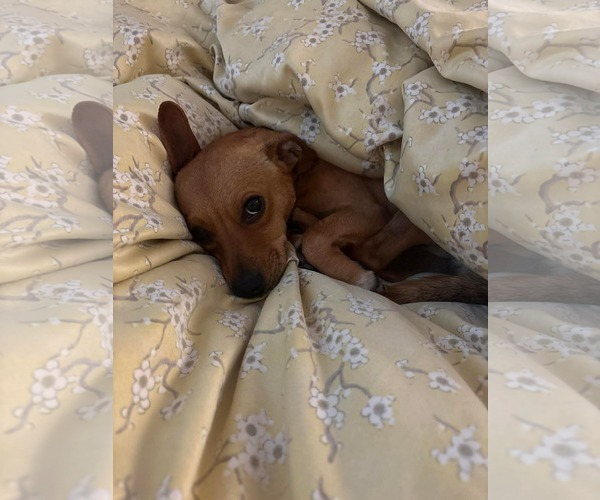 Medium Photo #3 Dachshund Puppy For Sale in Menifee, CA, USA