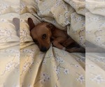 Small #2 Dachshund
