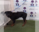Small Rottweiler