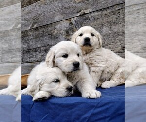 English Cream Golden Retriever Puppy for sale in EVERETT, WA, USA
