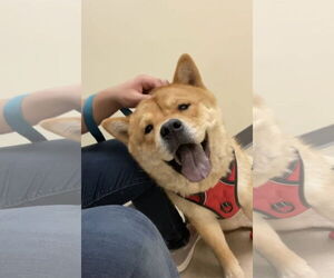 MULAN - Female Chow Chow Dog for Adoption - Photo #4