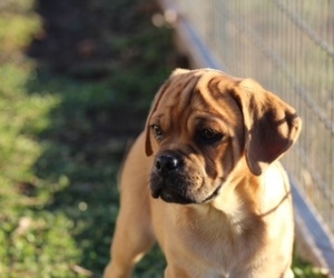 Puggle Dog for Adoption in DILLWYN, Virginia USA