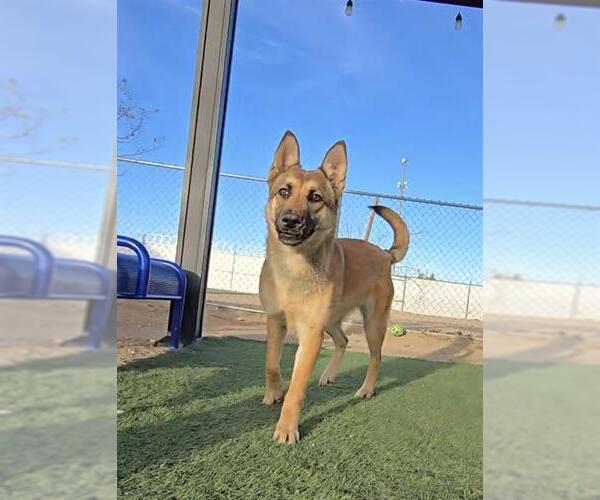 Medium Photo #1 German Shepherd Dog-Unknown Mix Puppy For Sale in HESPERIA, CA, USA