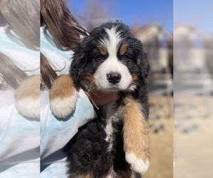 Bernese Mountain Dog Puppy for sale in ERIE, CO, USA