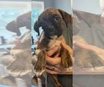 Puppy Mia Pink Boxer