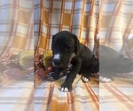 Image preview for Ad Listing. Nickname: Sage