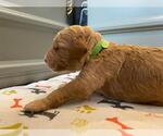 Small Photo #16 Goldendoodle Puppy For Sale in NORTH SCITUATE, RI, USA